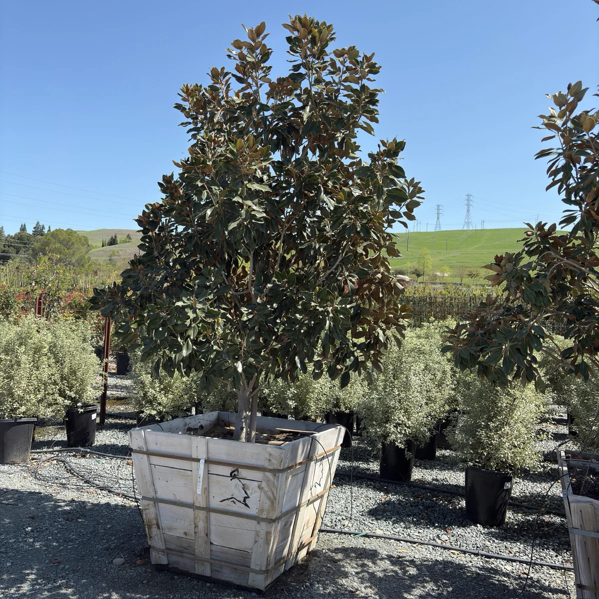 Little Gem Southern Magnolia - Image 2