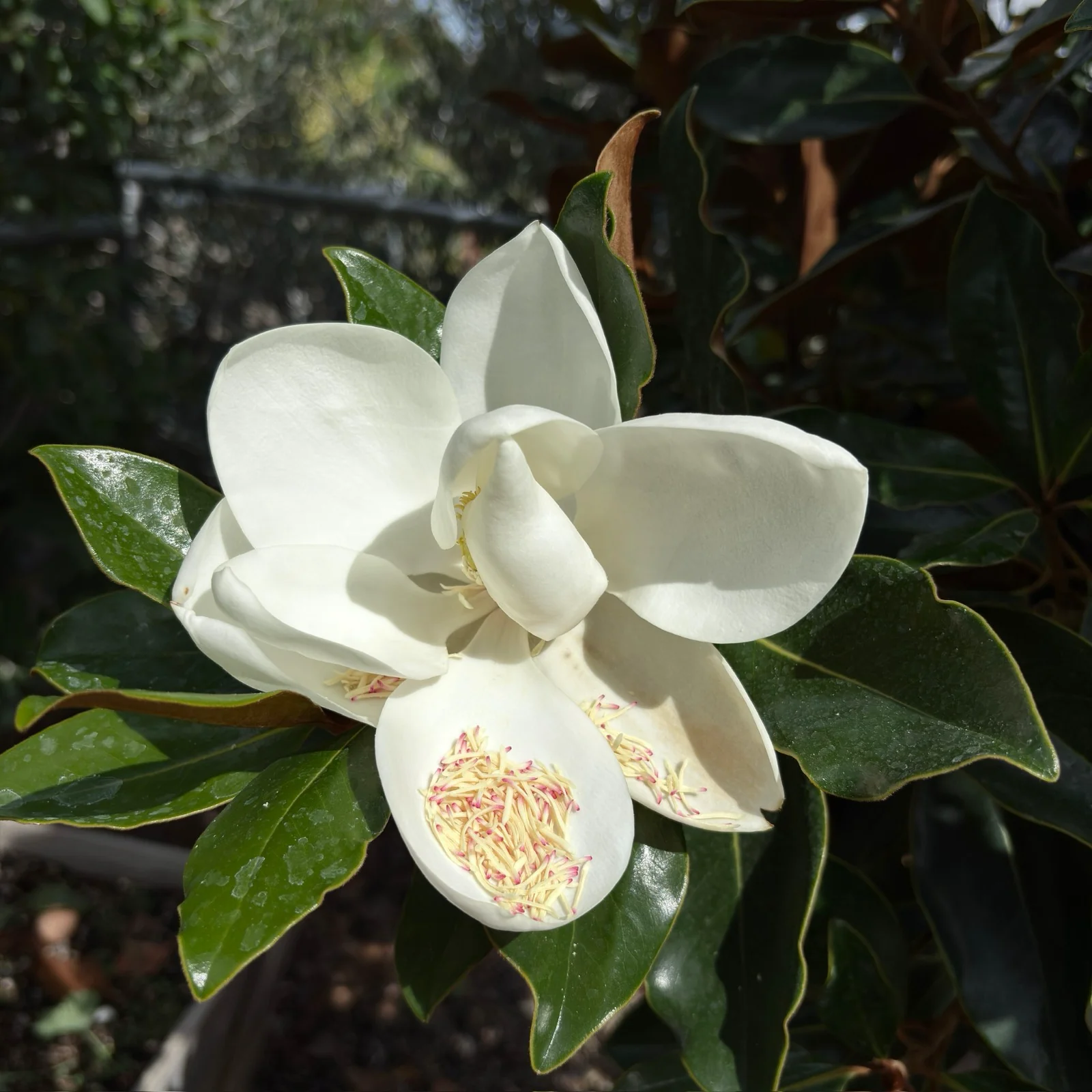 Little Gem Southern Magnolia