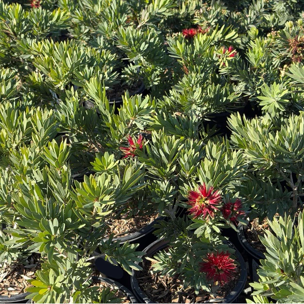 Little John Dwarf Weeping Bottlebrush - Image 2