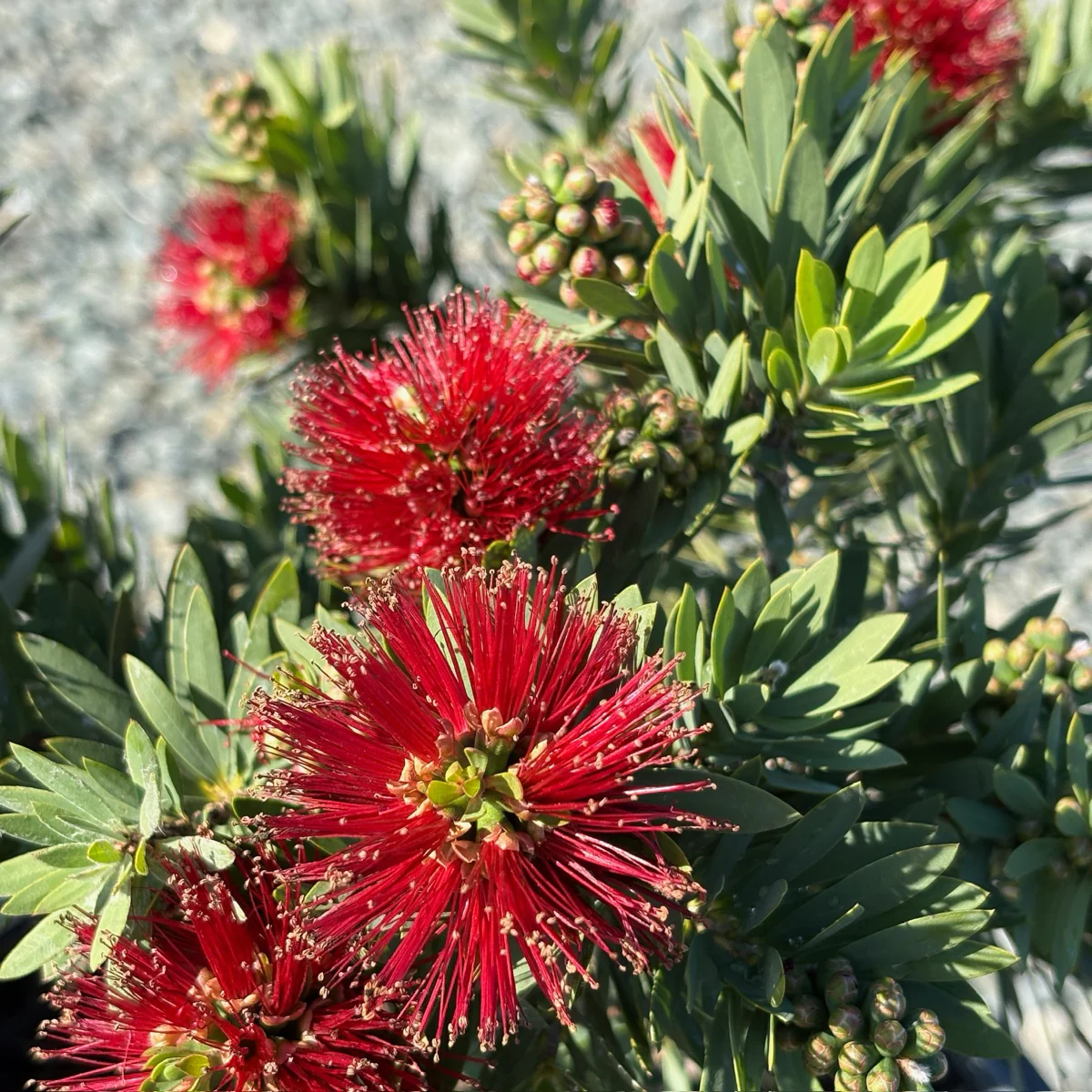Little John Dwarf Weeping Bottlebrush - Image 1