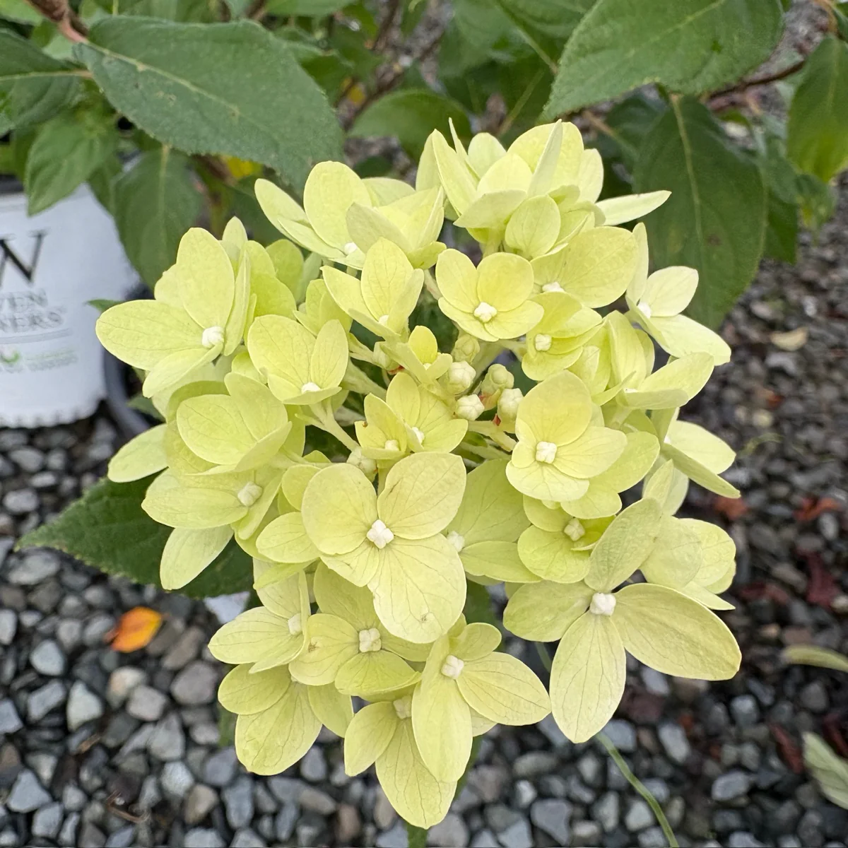Little Lime Panicle Hydrangea - Image 2