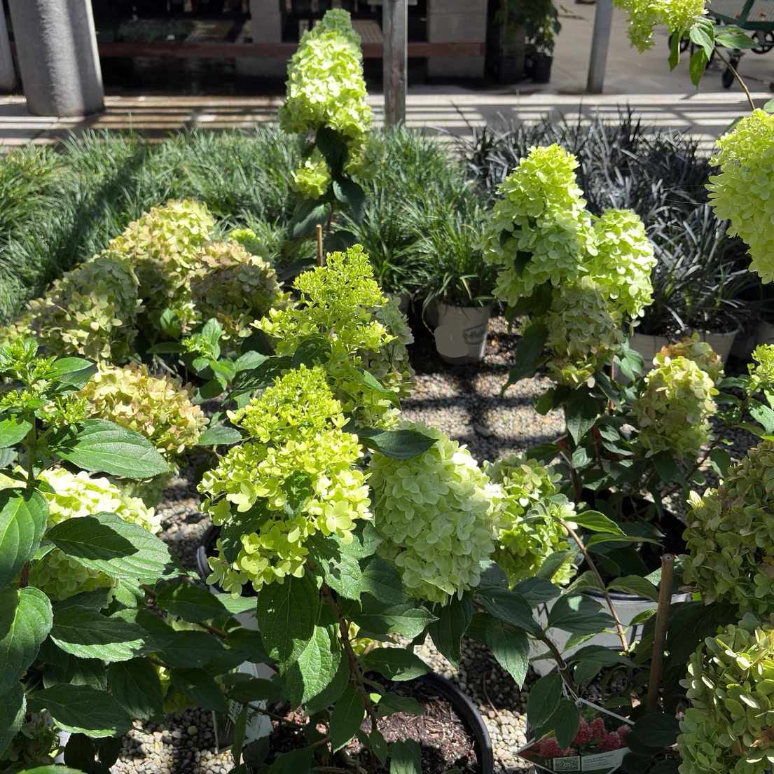 Little Lime Panicle Hydrangea - Image 3