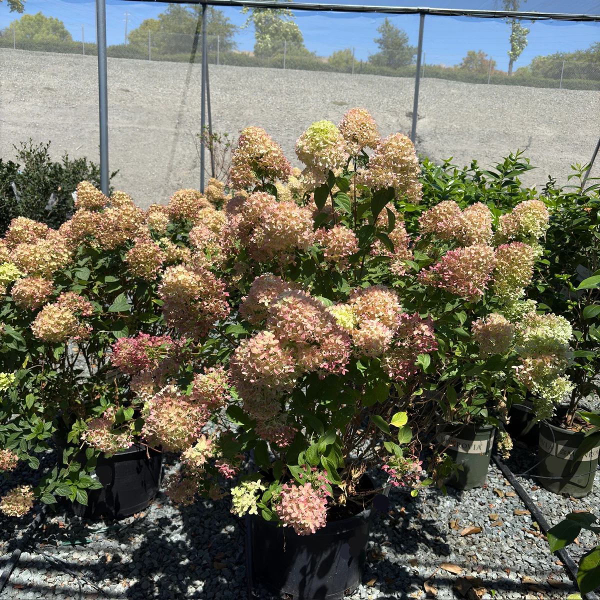 Little Lime Panicle Hydrangea - Image 1