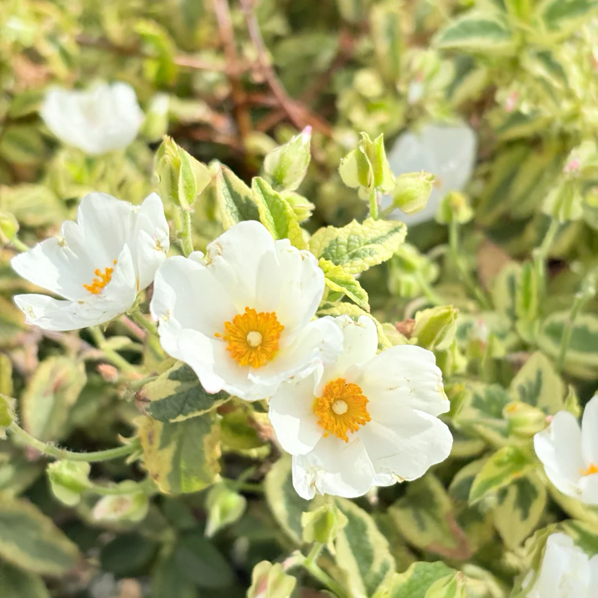 Little Miss Sunshine Rockrose - Image 1