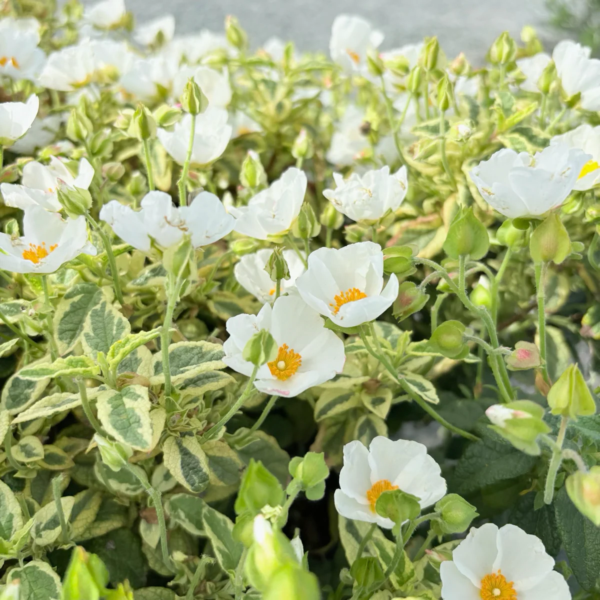 Little Miss Sunshine Rockrose - Image 2