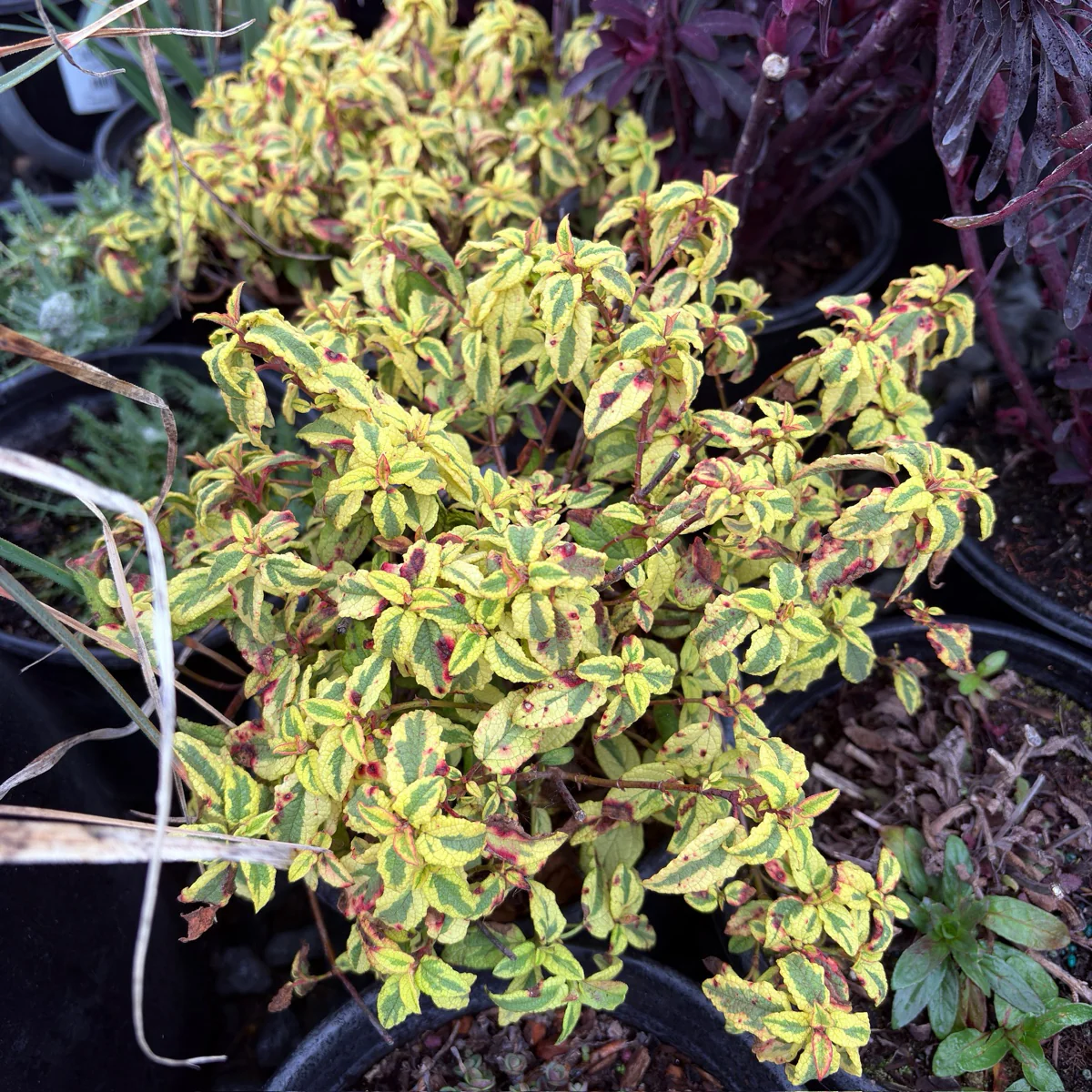 Little Miss Sunshine Rockrose - Image 3
