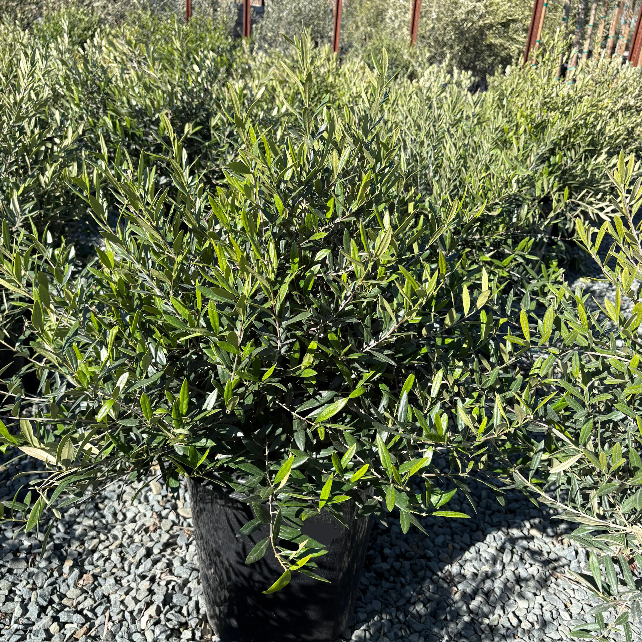 Little Ollie Tree - Image 1