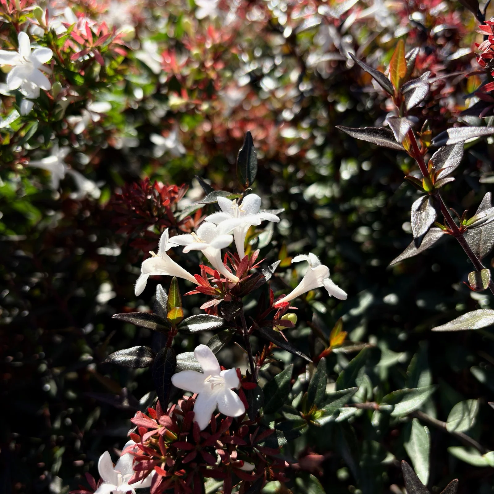 Little Richard Glossy Abelia - Image 1