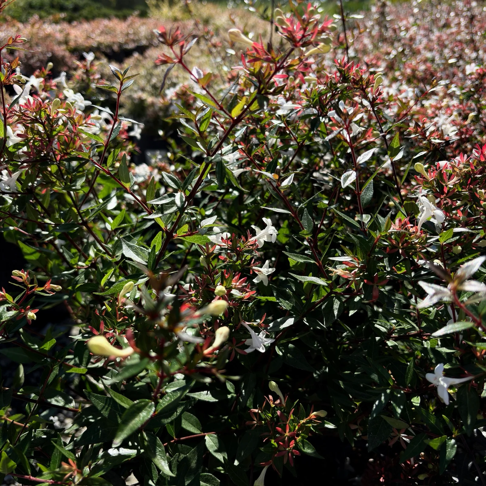 Little Richard Glossy Abelia - Image 2