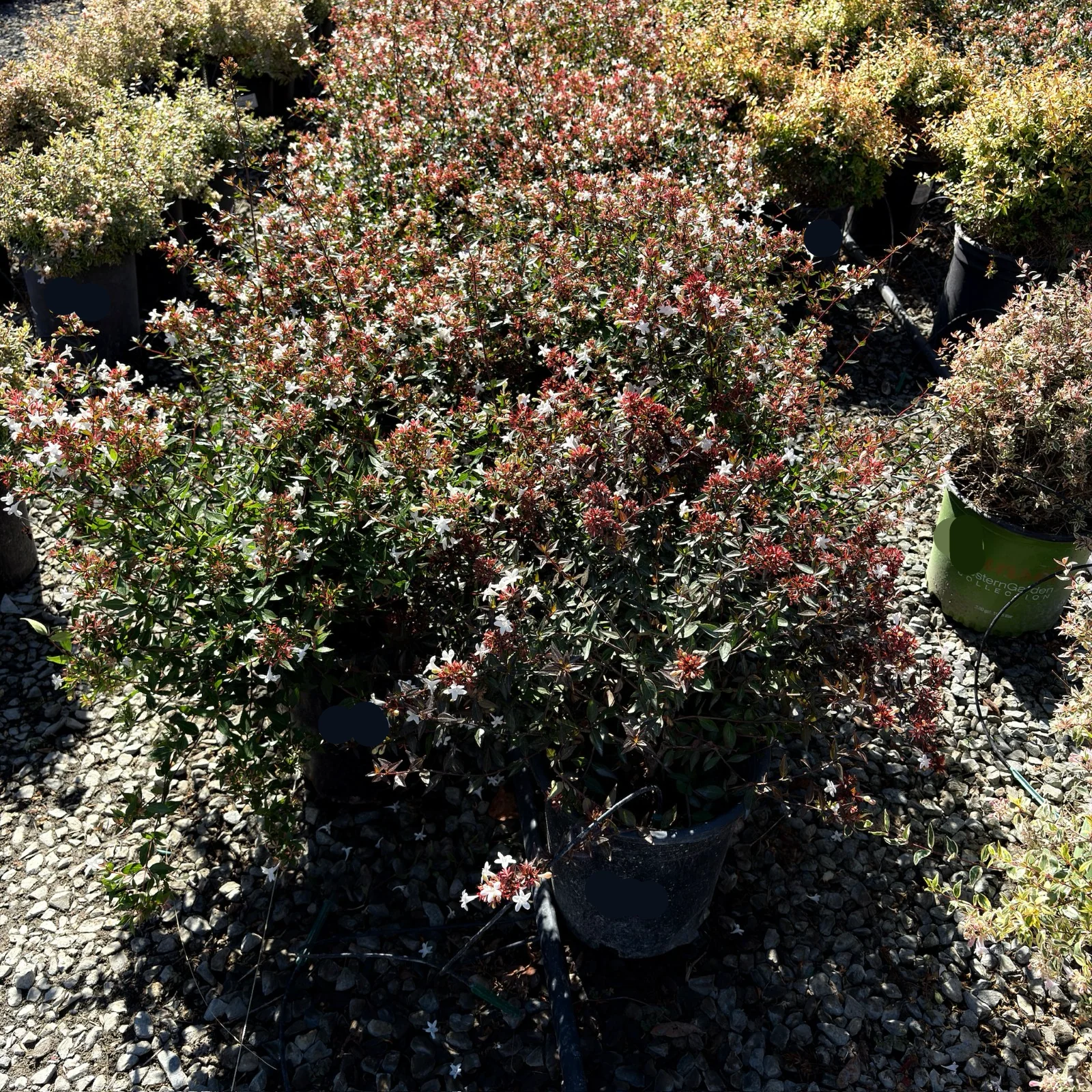 Little Richard Glossy Abelia - Image 3