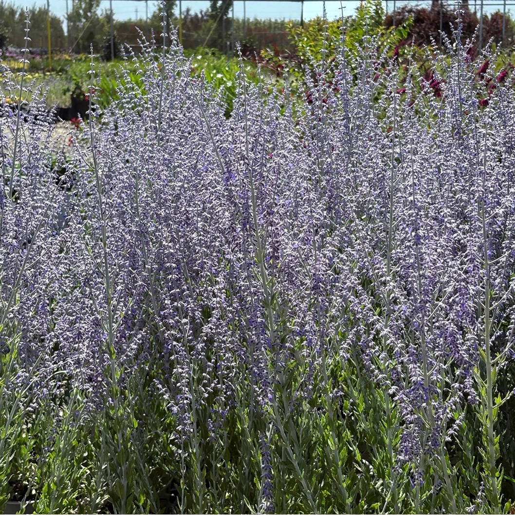 Little Spire Russian Sage - Image 1