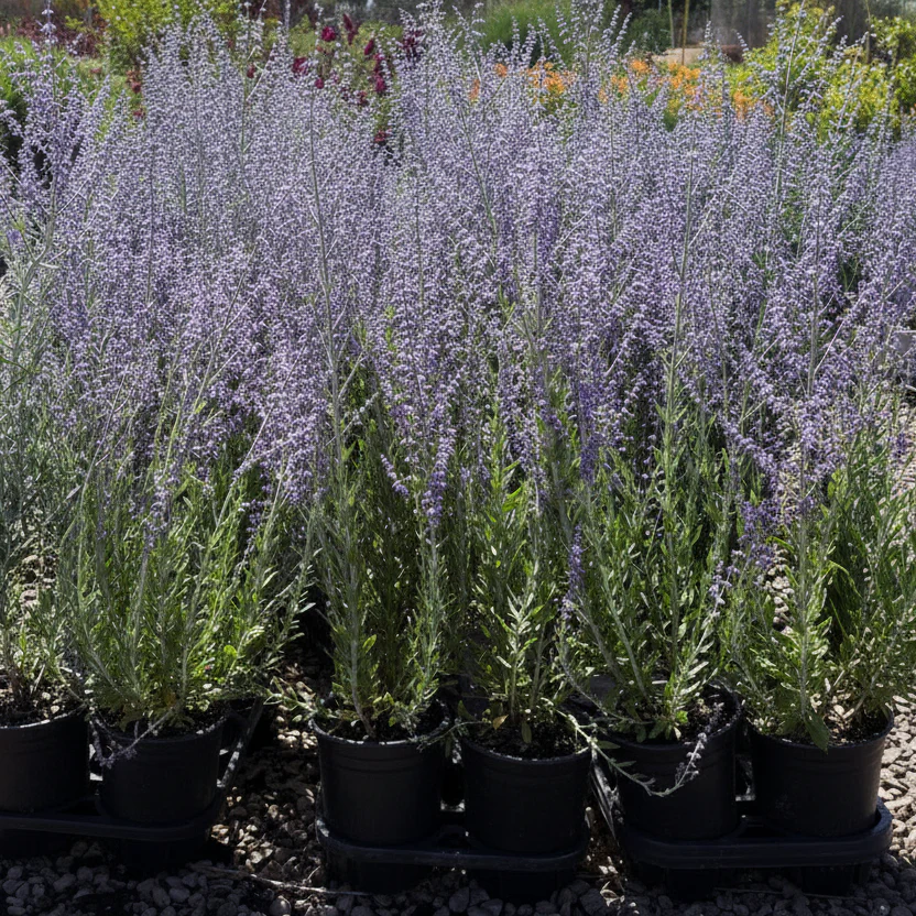 Little Spire Russian Sage - Image 2