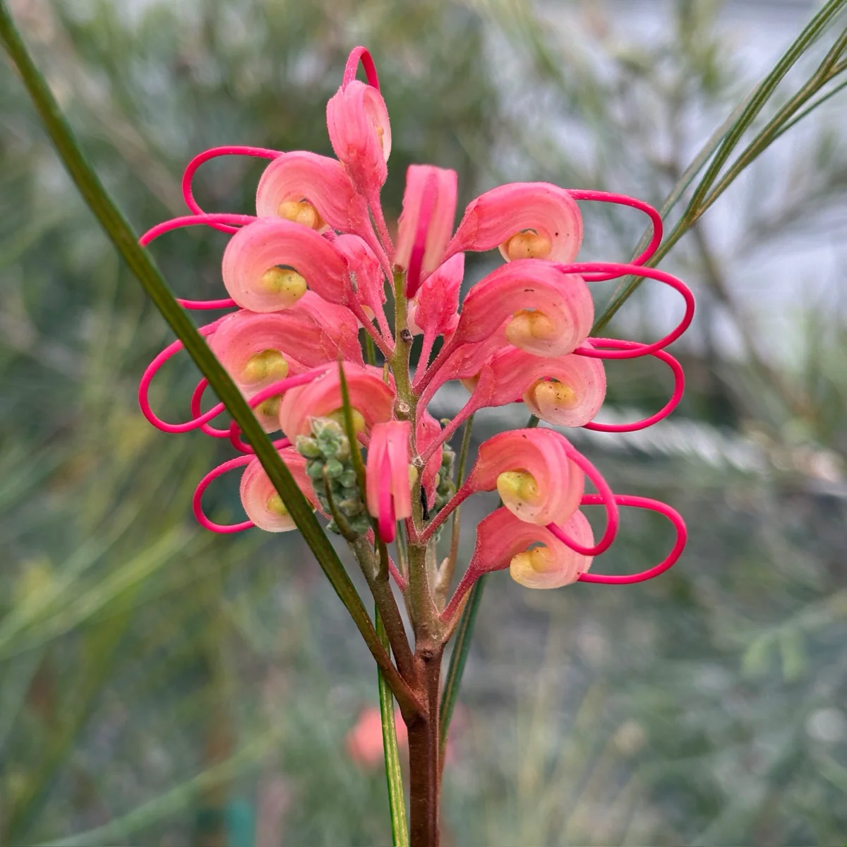 Long John Grevillea - Image 2
