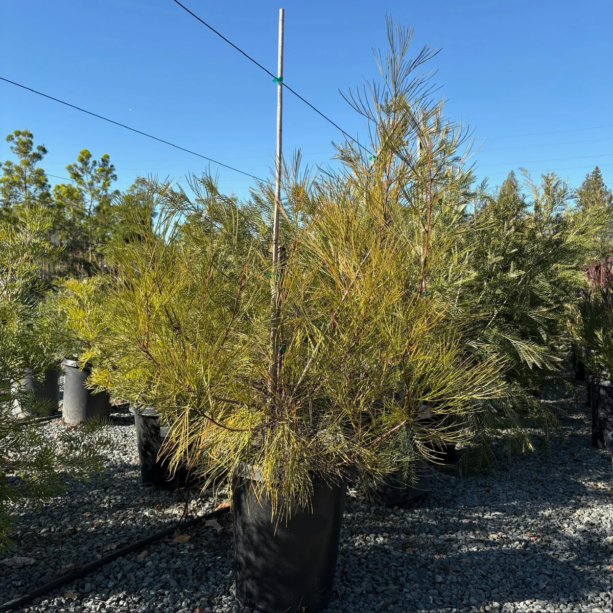 Long John Grevillea - Image 3