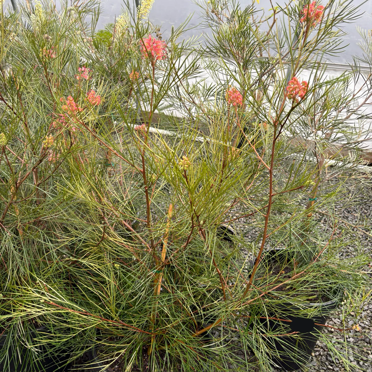 Long John Grevillea