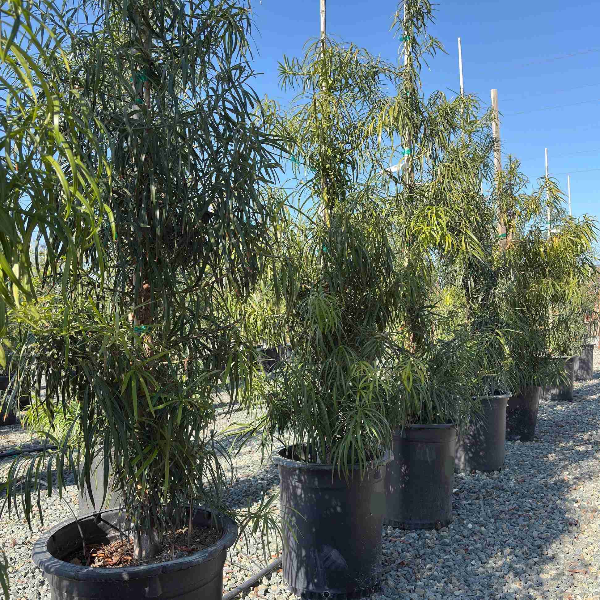 Long Leafed Fern Pine