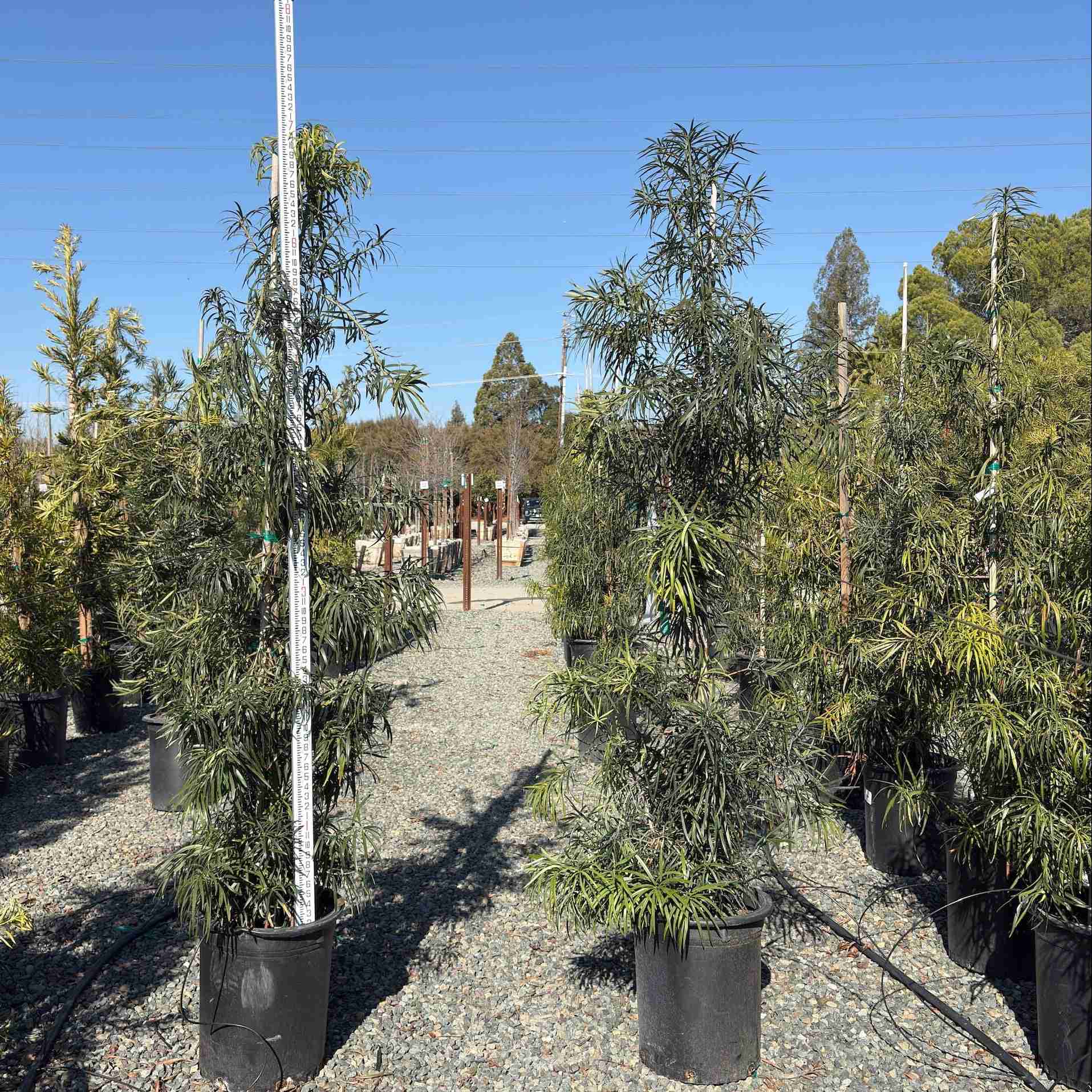 Long Leafed Fern Pine - Image 2