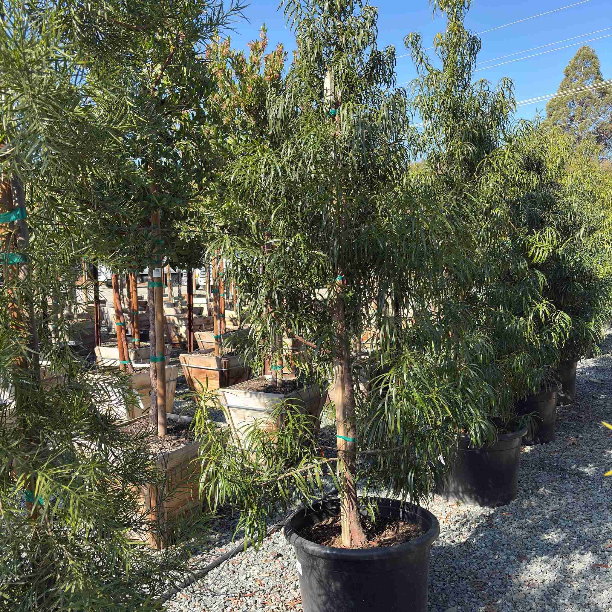 Long Leafed Fern Pine - Image 3