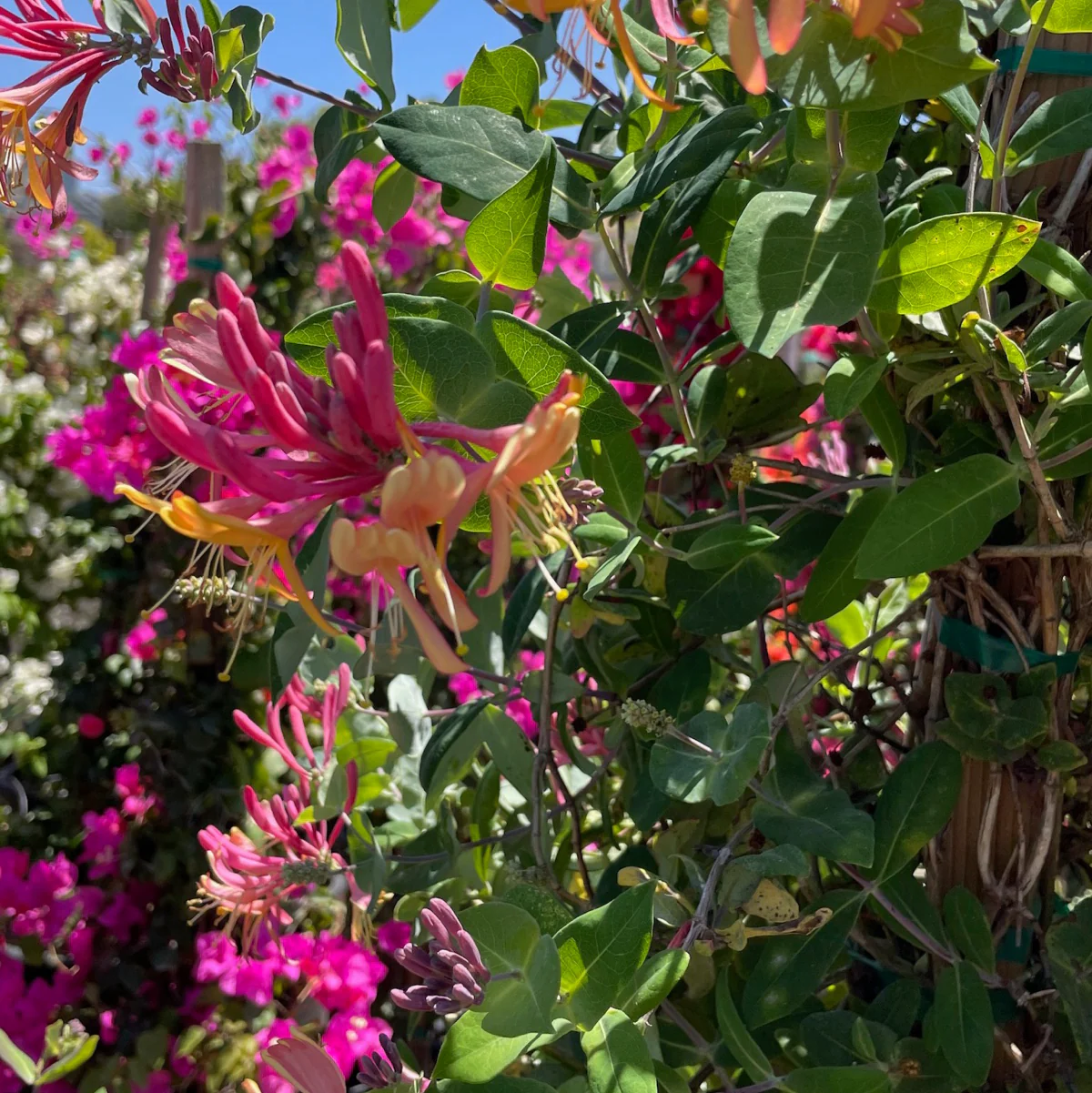 Lonicera Pink Honeysuckle - Image 1