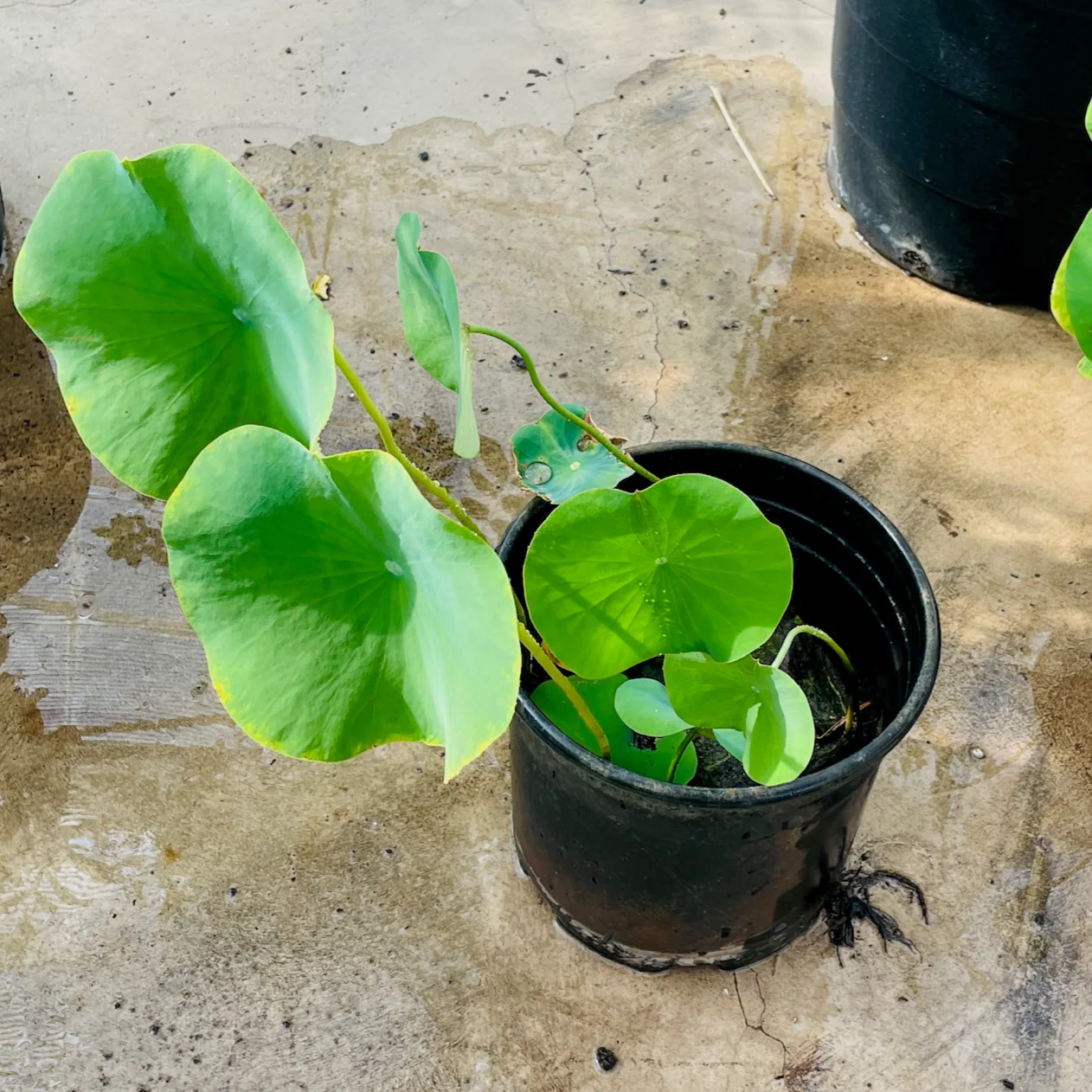 Lotus