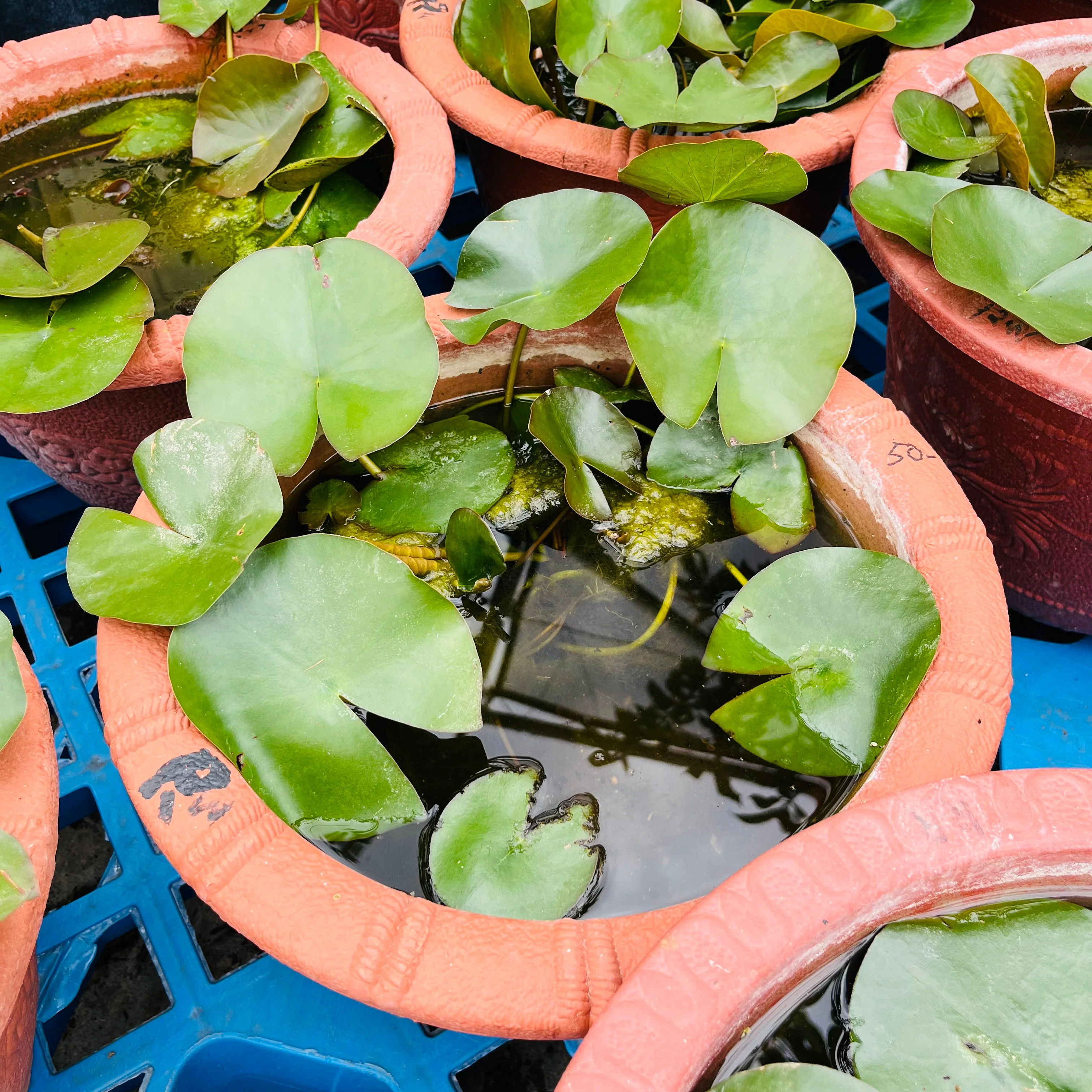 Lotus - Image 2