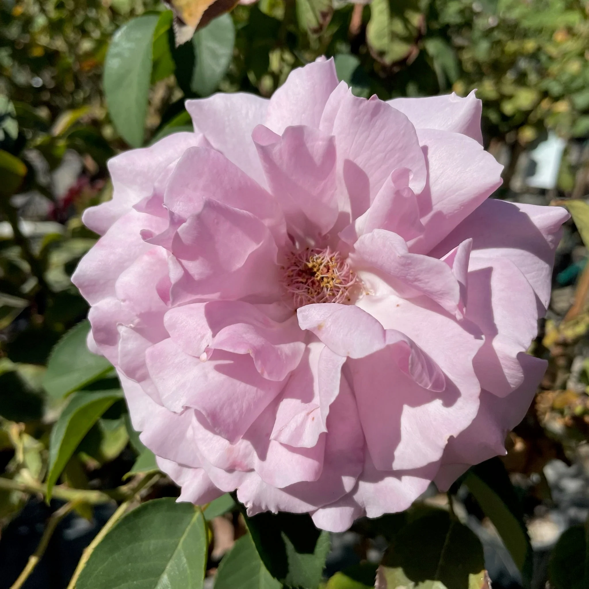 Love Song Floribunda Rose - Image 1