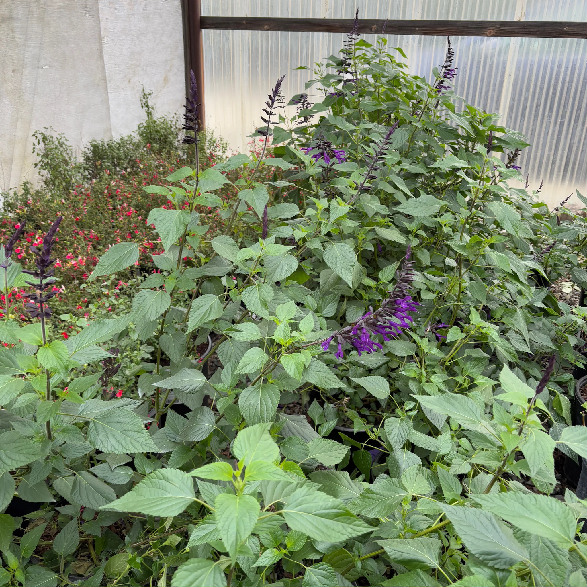 Friendship Sage - Image 1