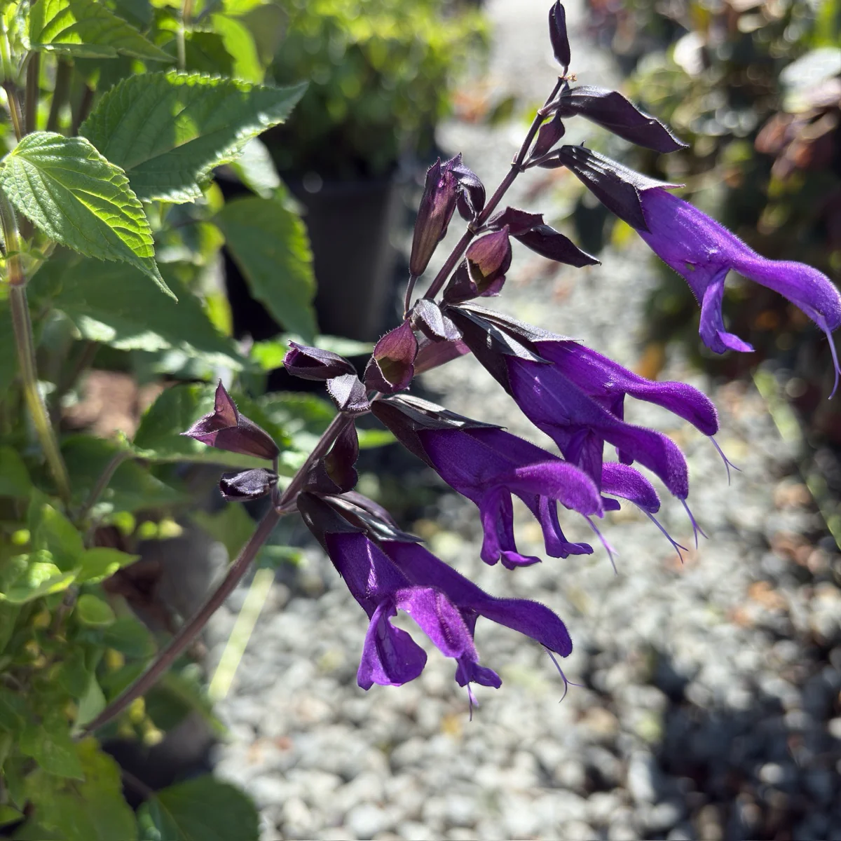 Friendship Sage - Image 2