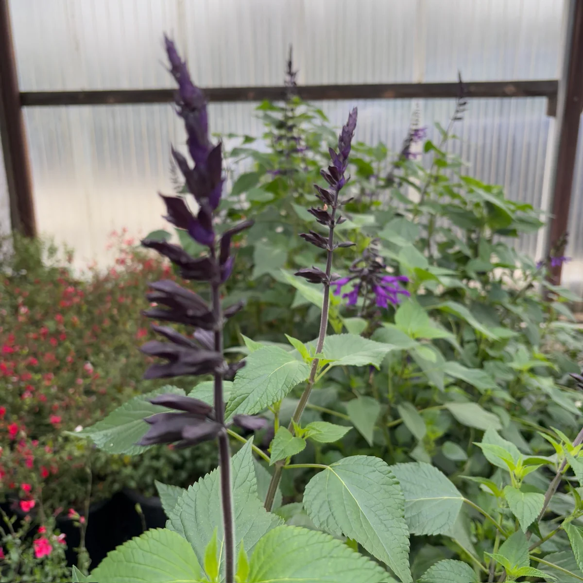 Friendship Sage - Image 3