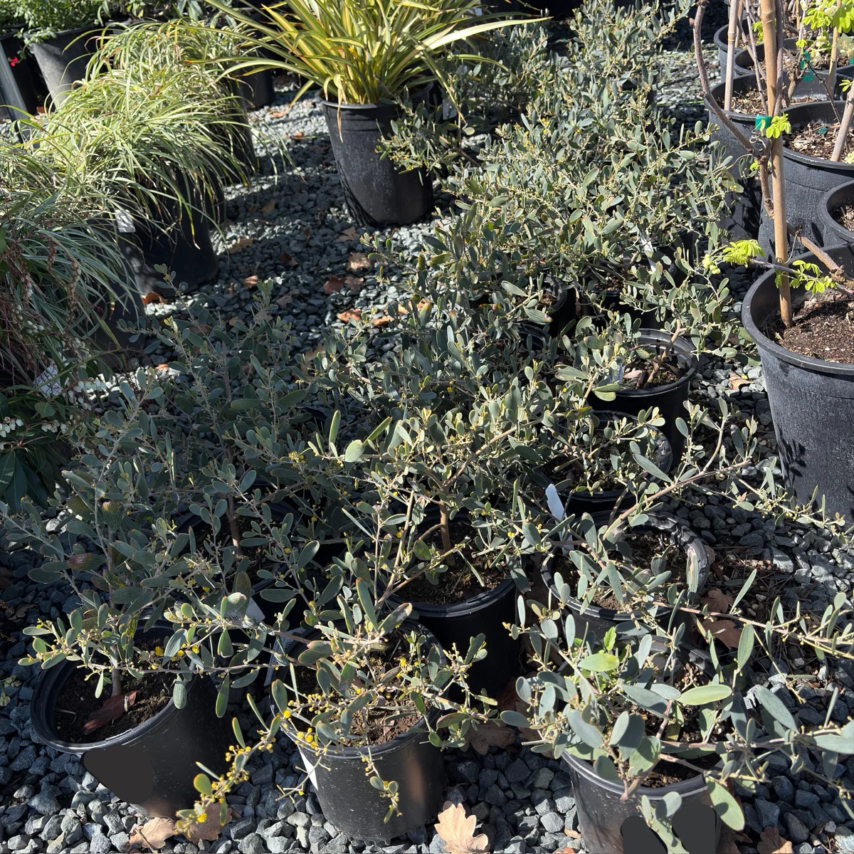 Low Boy Prostrate Acacia - Image 1