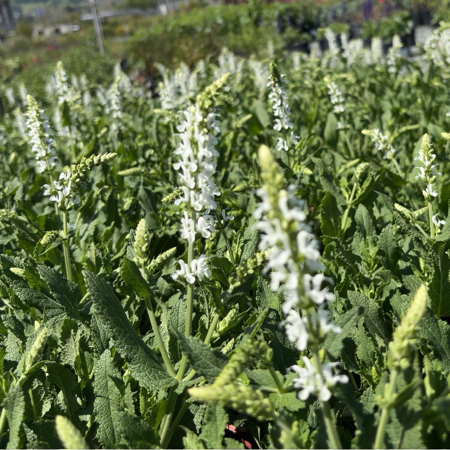 Lyrical White Meadow Sage - Image 1