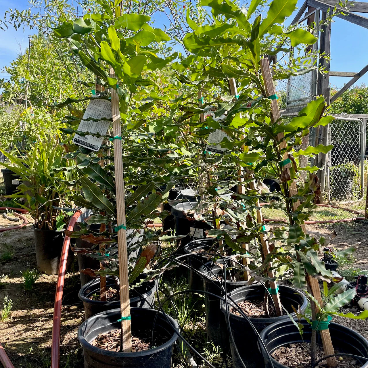 Macadamia Tree