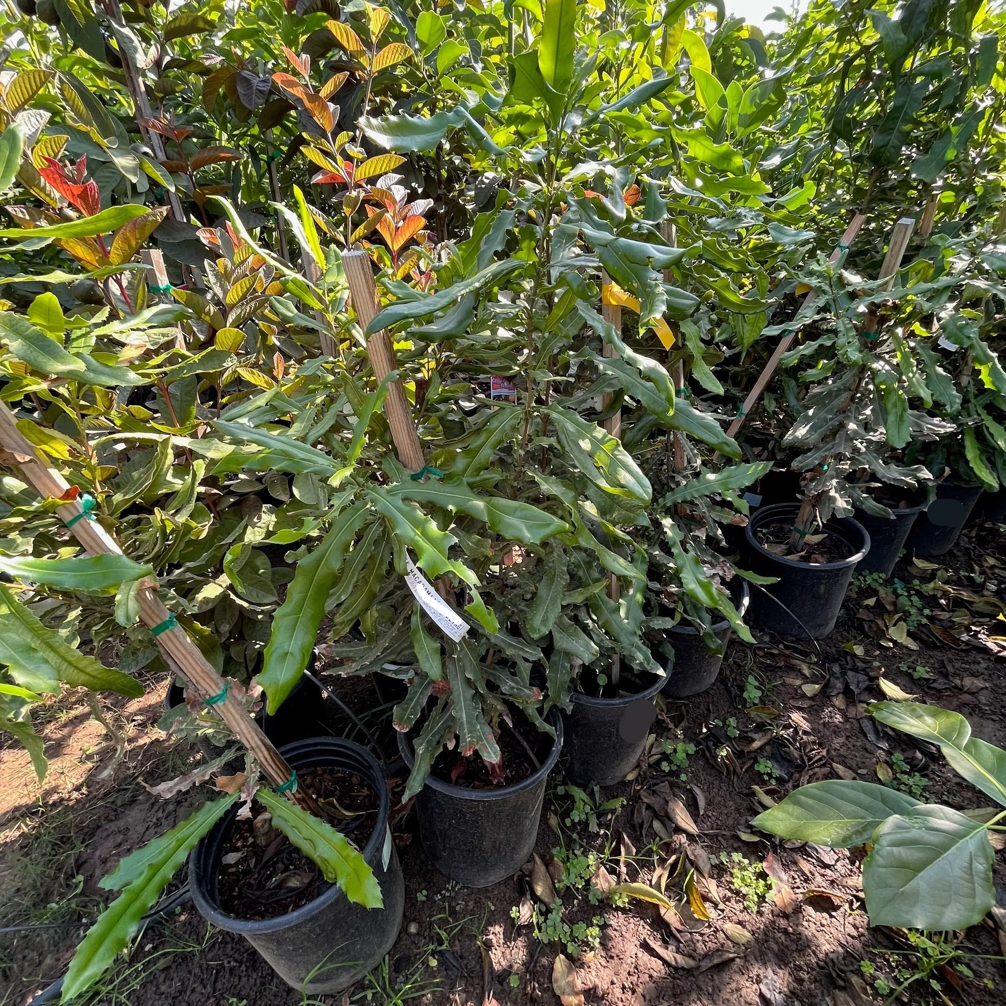 Macadamia Tree - Image 2