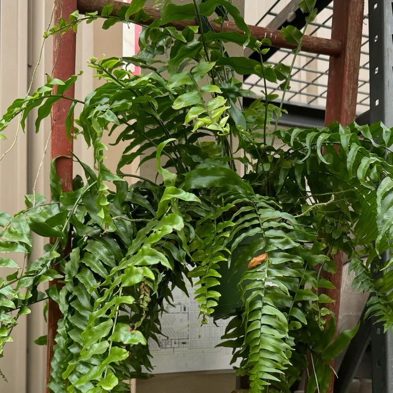 Macho Fern - Image 1
