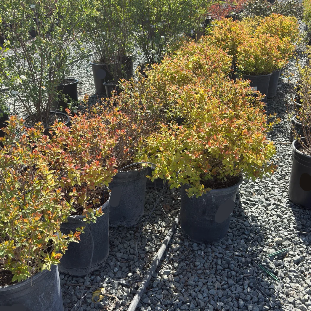 Magic Carpet Japanese Spirea - Image 2