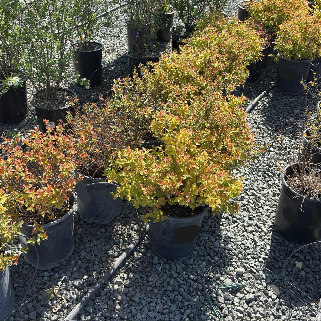 Magic Carpet Japanese Spirea - Image 3