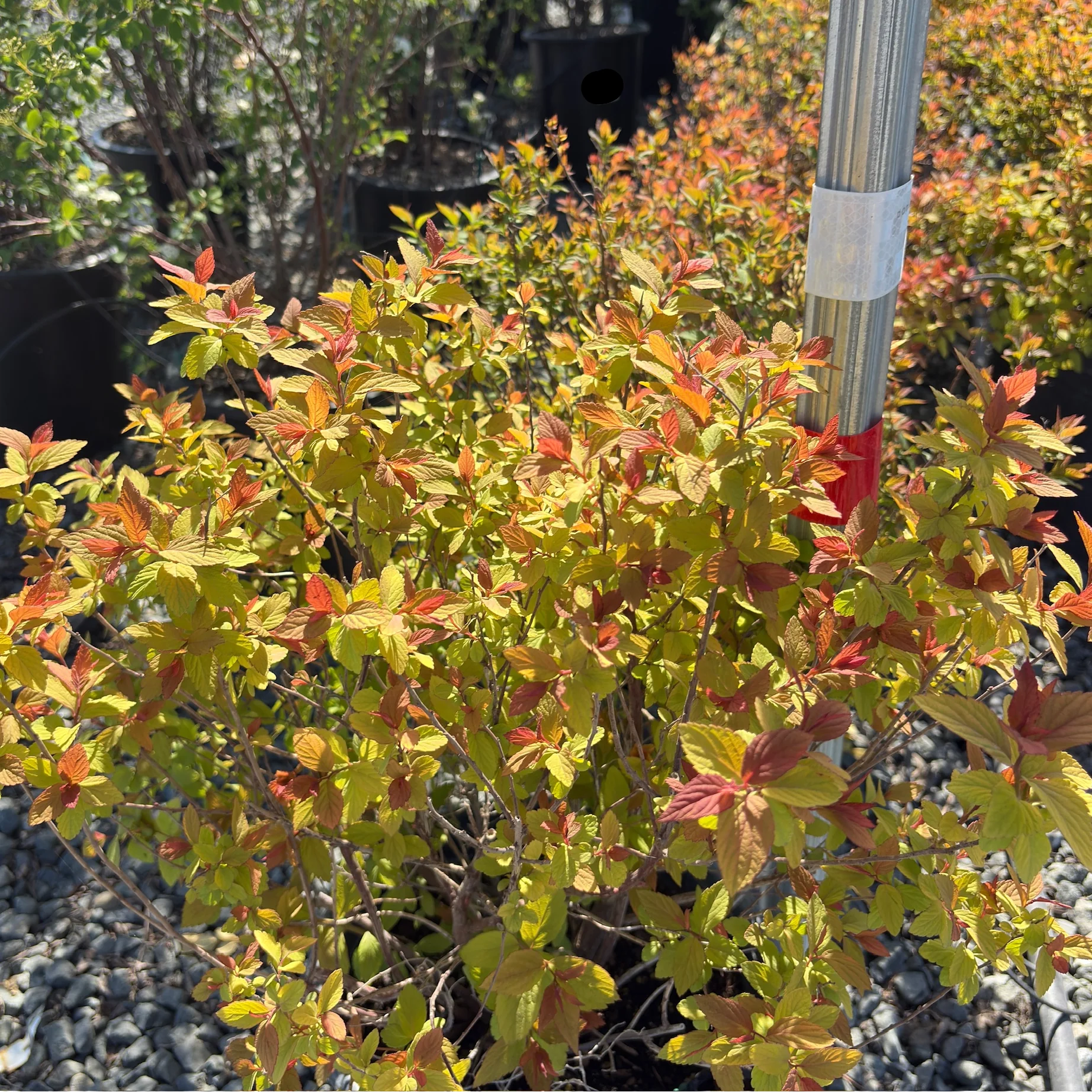 Magic Carpet Japanese Spirea - Image 1