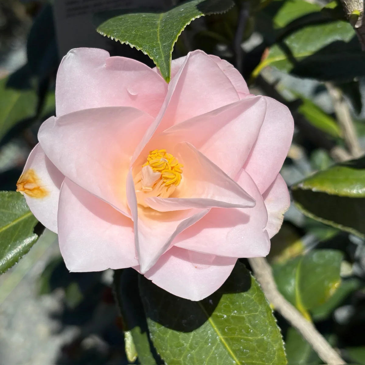 Magnoliaeflora Camellia - Image 2