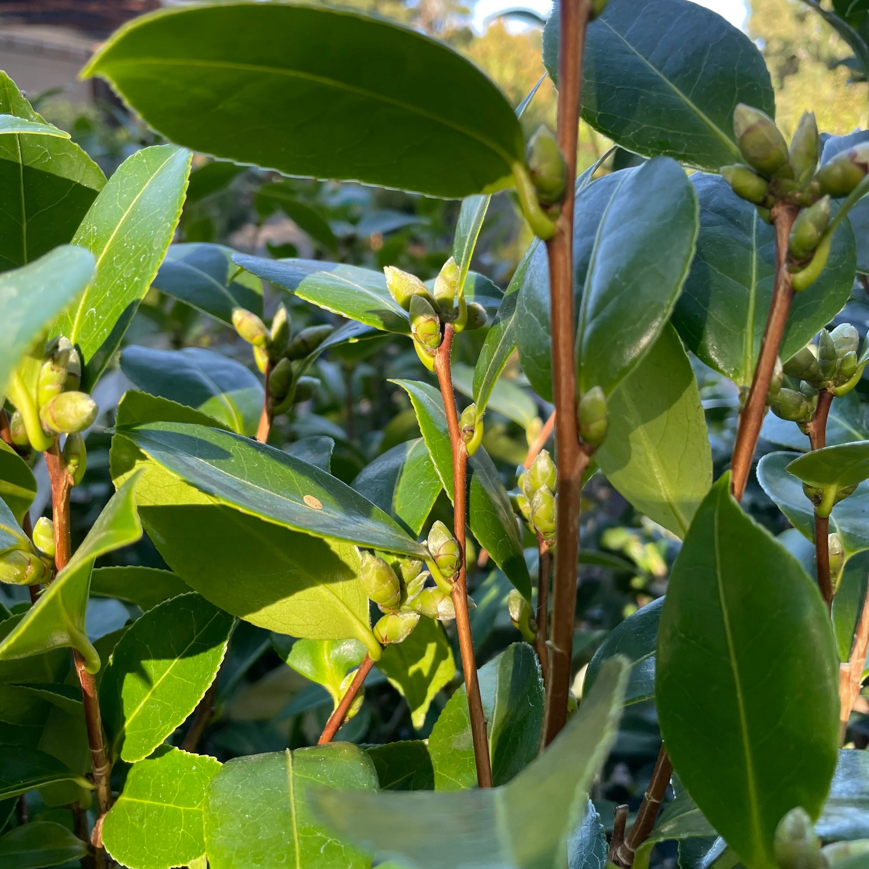 Magnoliaeflora Camellia - Image 3