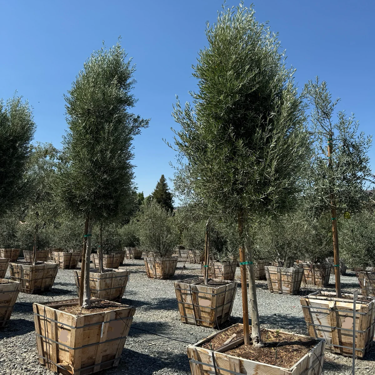Majestic Beauty Olive Tree