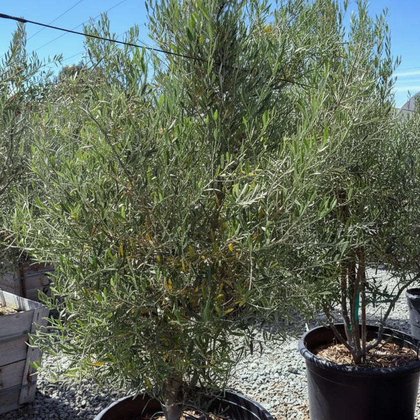 Majestic Beauty Olive Tree - Image 2