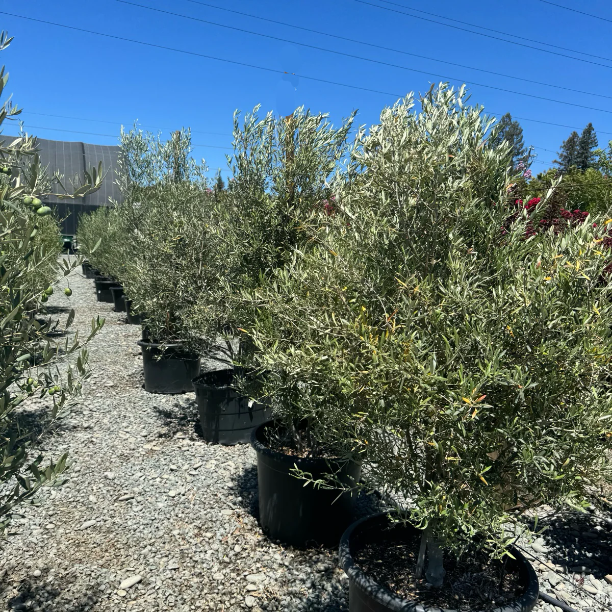 Majestic Beauty Olive Tree - Image 3