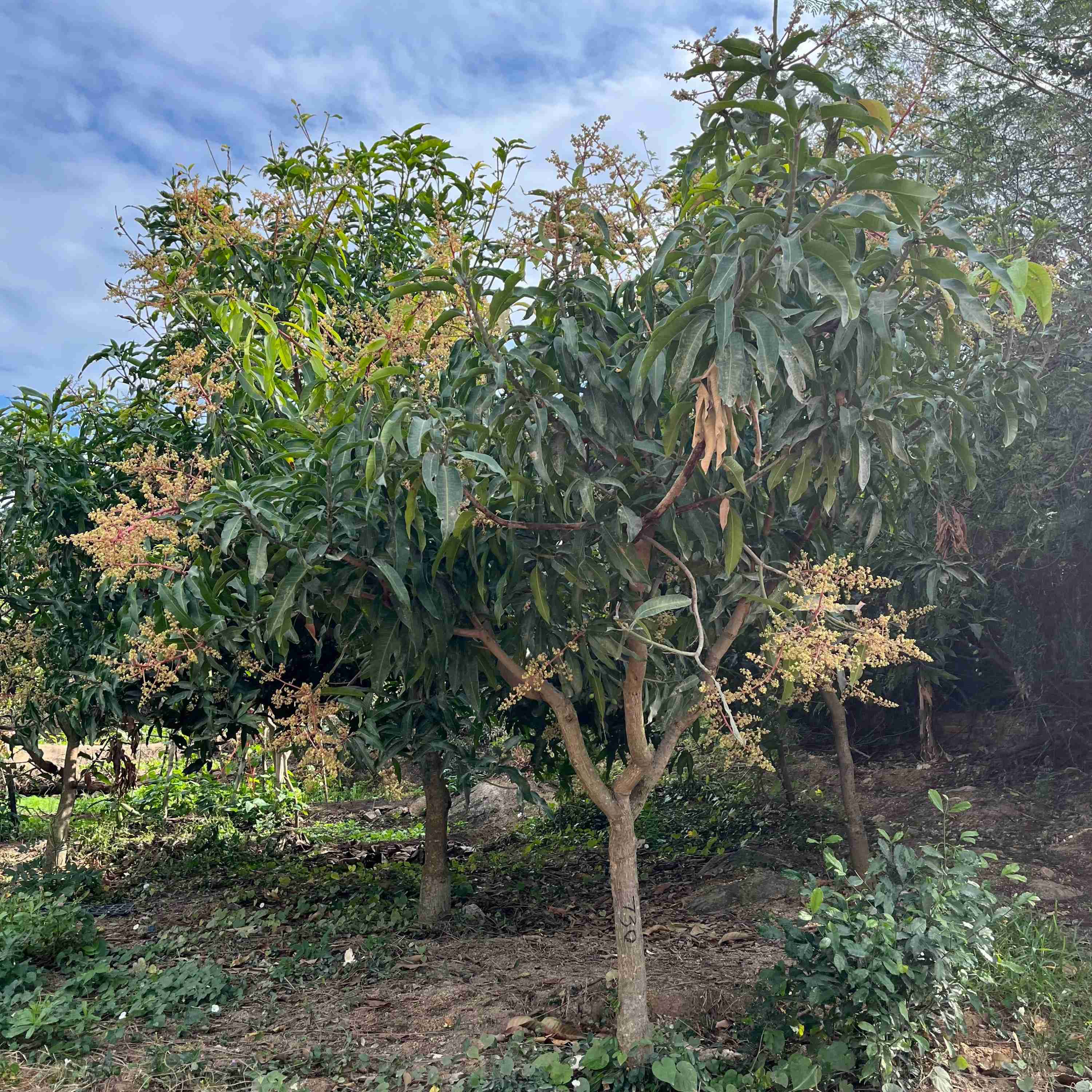 Manila Mango Tree - Image 2