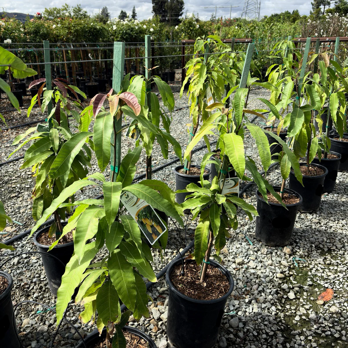 Manila Mango Tree