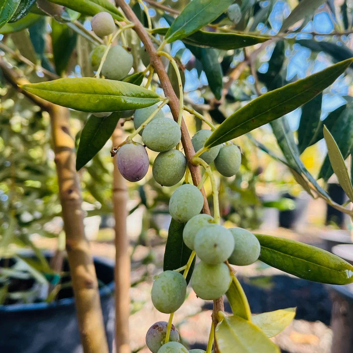 Manzanillo Fruiting Olive Tree - Image 1