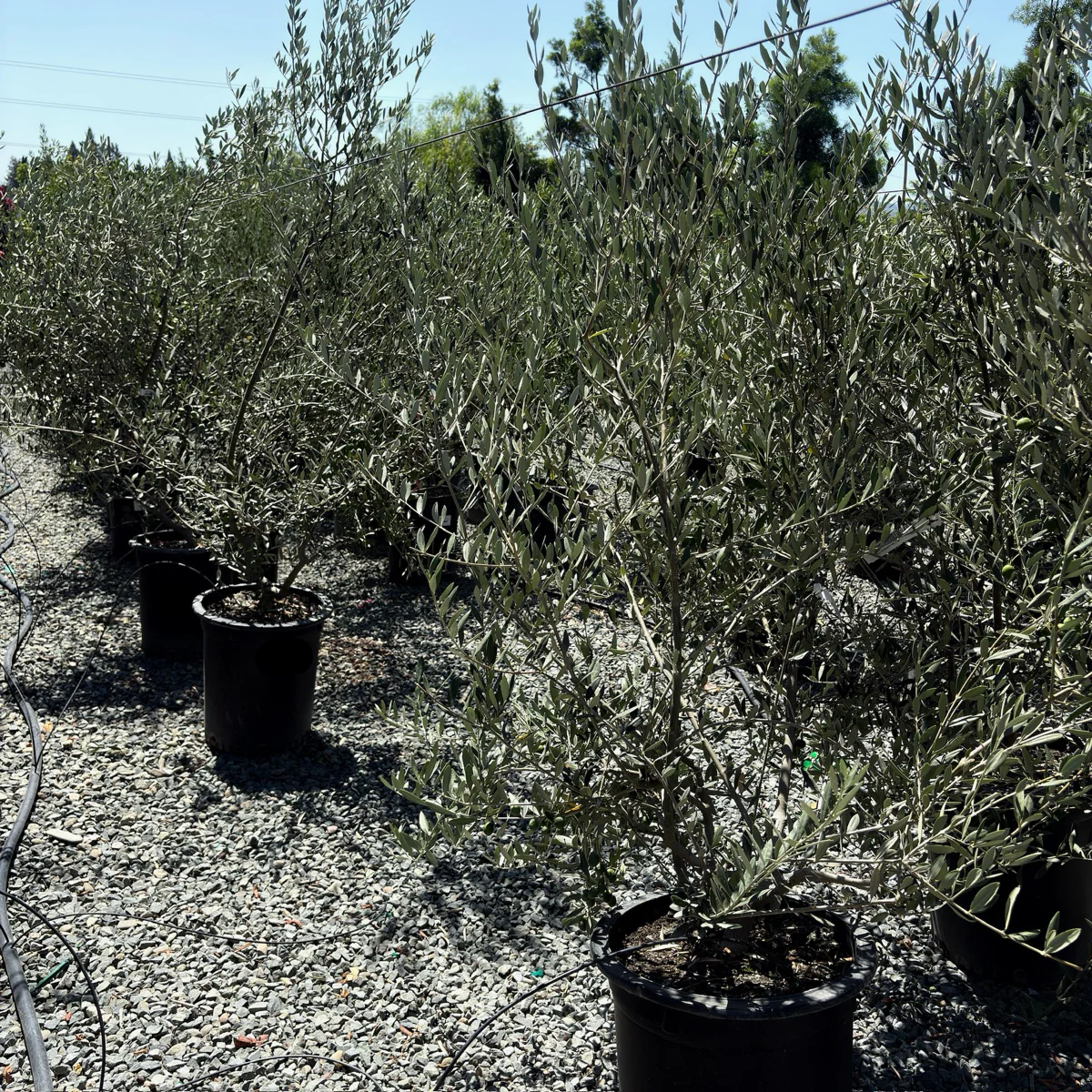 Manzanillo Fruiting Olive Tree - Image 2