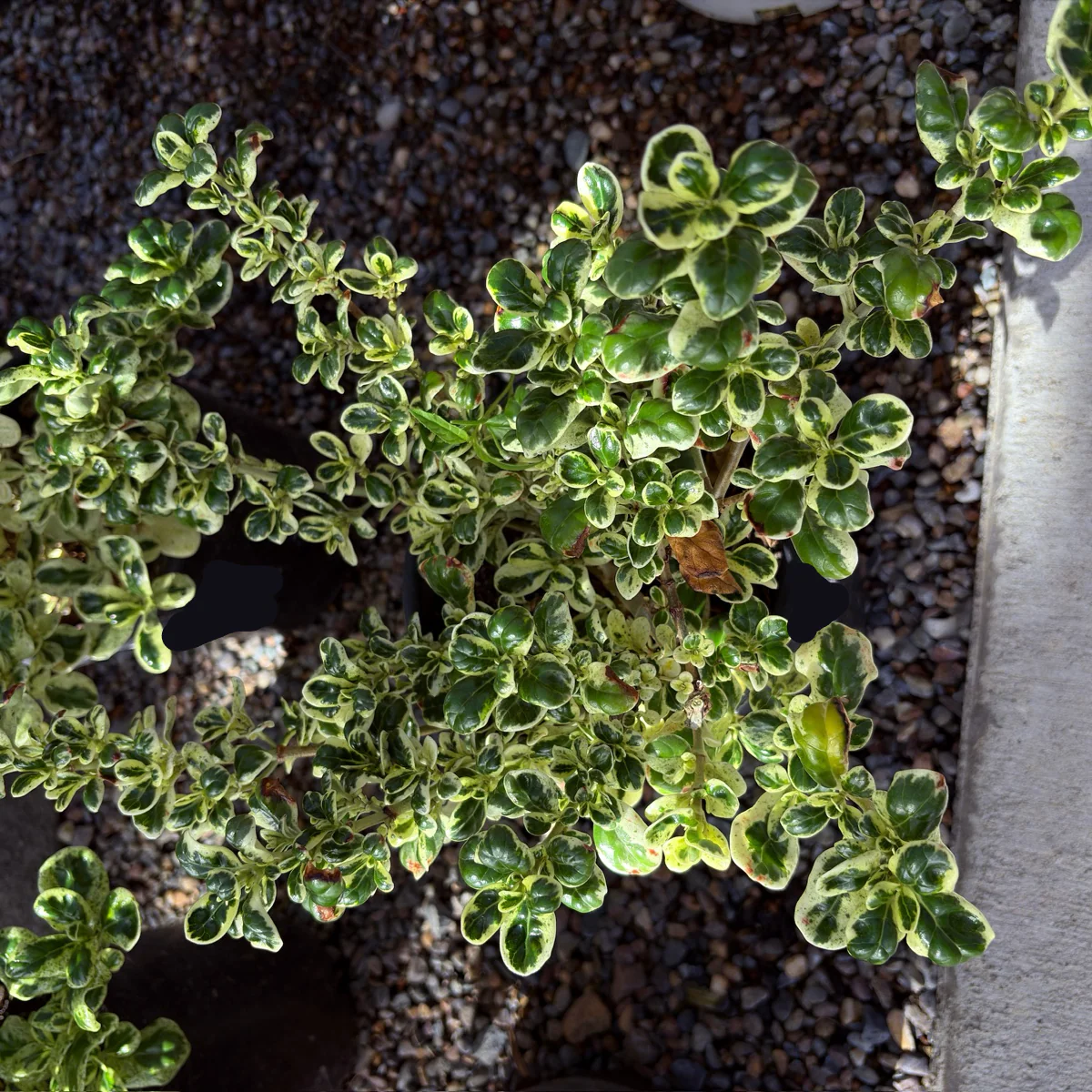 Marble Queen Mirror Plant - Image 1