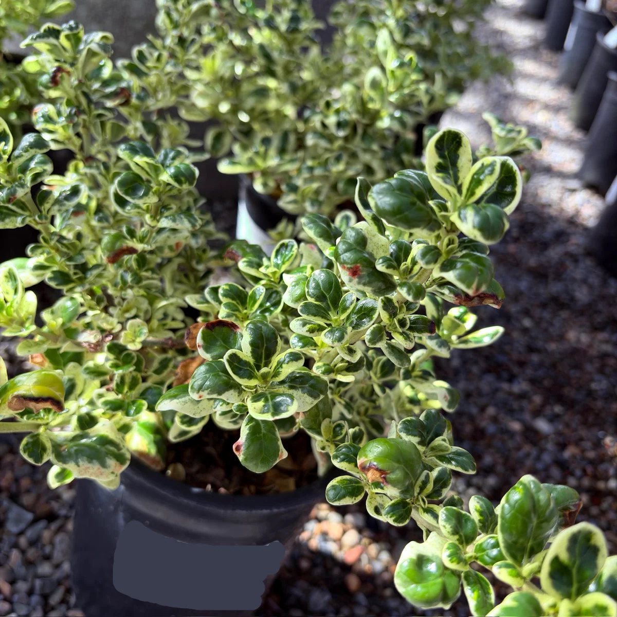 Marble Queen Mirror Plant - Image 2