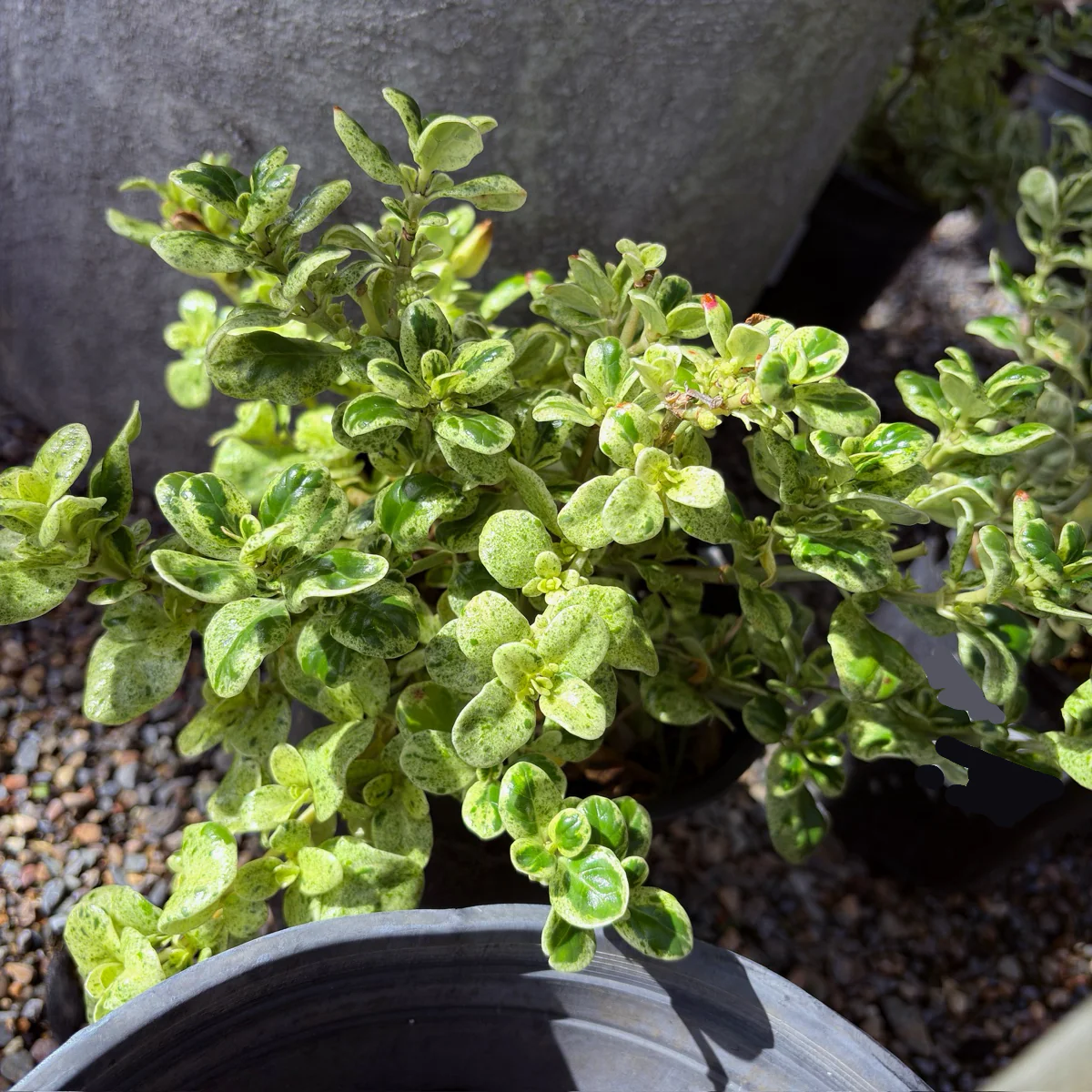 Marble Queen Mirror Plant - Image 3
