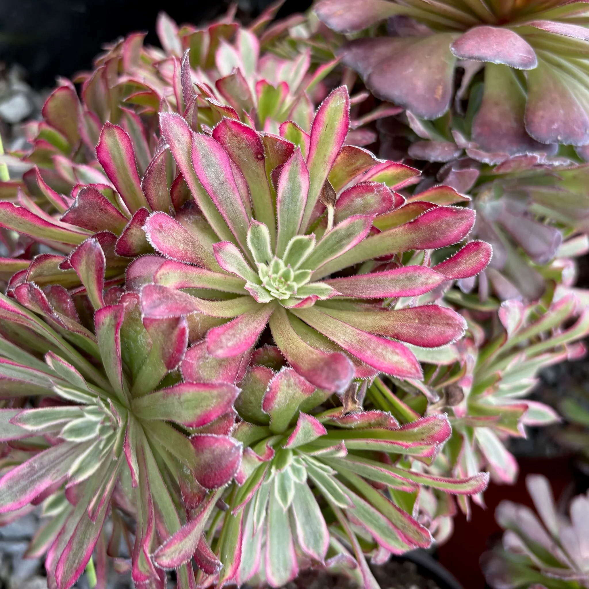 Mardi Gras Aeonium - Image 1